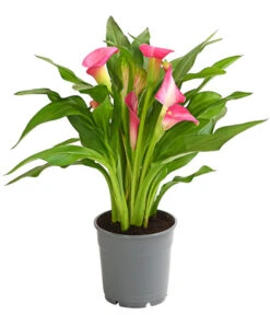 Zimmercalla - Zantedeschia Albomaculata, Verschiedene Sorten -Ecopots Garten Geschaft 8210734 WE FS 003 ZantedeschiaHybrideT12OWDehnerExpressHerzig