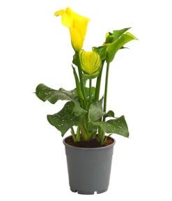Zimmercalla - Zantedeschia Albomaculata, Verschiedene Sorten -Ecopots Garten Geschaft 8210734 WE FS 004 ZantedeschiaHybrideT12OWDehnerExpressHerzig