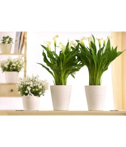 Zimmercalla - Zantedeschia Albomaculata, Verschiedene Sorten -Ecopots Garten Geschaft 8210734 WE MO 001 CallaDehnerExpressHerzig