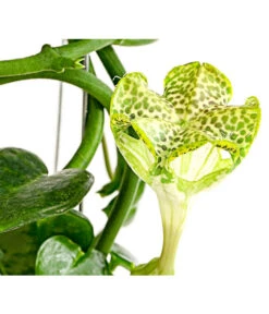 Kletternde Leuchterblume - Ceropegia Sandersonii, Säule -Ecopots Garten Geschaft 8212193 PR DE 001 CeropegiaSandersoniiFallschirmblumeT12DehnerExpressHerzig