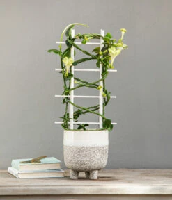 Ecopots Garten Geschaft -Ecopots Garten Geschaft 8212193 WE MO 001 Ceropegia Turm T12 GC02 2022