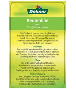 Keulenlilie - Cordyline Australis Variegata -Ecopots Garten Geschaft 8216368 CorylineBuntEtikett2