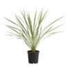 Keulenlilie - Cordyline Australis Variegata 2 Keulenlilie - Cordyline Australis Variegata -Ecopots Garten Geschaft 8216368 PR FS 001 KeulenlilieCordylineAustralisVariegataT17ExpressHerzig