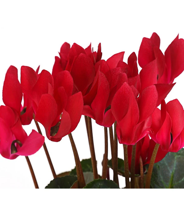 Alpenveilchen 5 Alpenveilchen – Bild 3