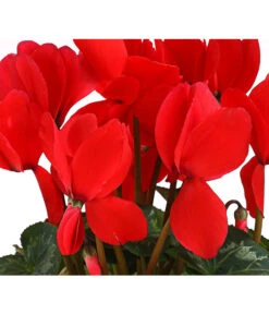 Alpenveilchen 12 Alpenveilchen -Ecopots Garten Geschaft 8217481 WE DE 002 Cyclame Rot 12