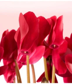 Alpenveilchen 14 Alpenveilchen -Ecopots Garten Geschaft 8217481 WE DE 003 AlpenveilchenCyclameRotT12OlafSzczepaniak