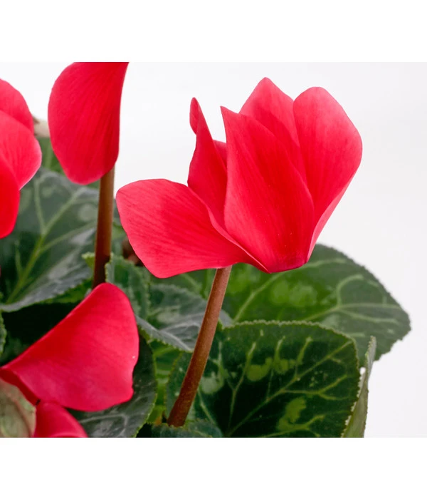 Alpenveilchen 7 Alpenveilchen – Bild 5