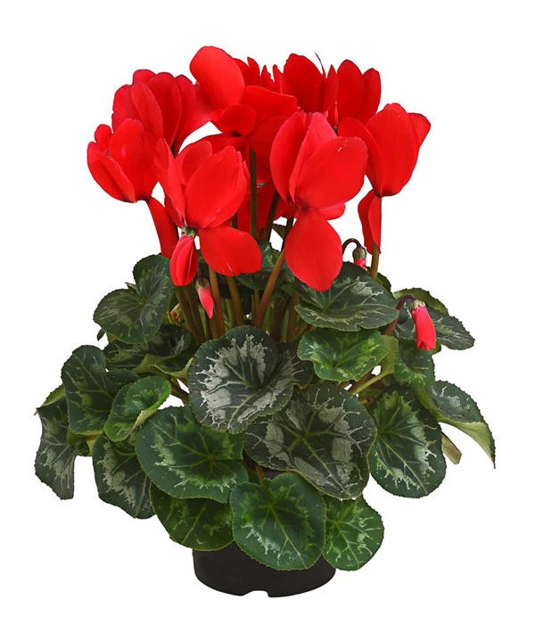 Alpenveilchen 4 Alpenveilchen – Bild 2