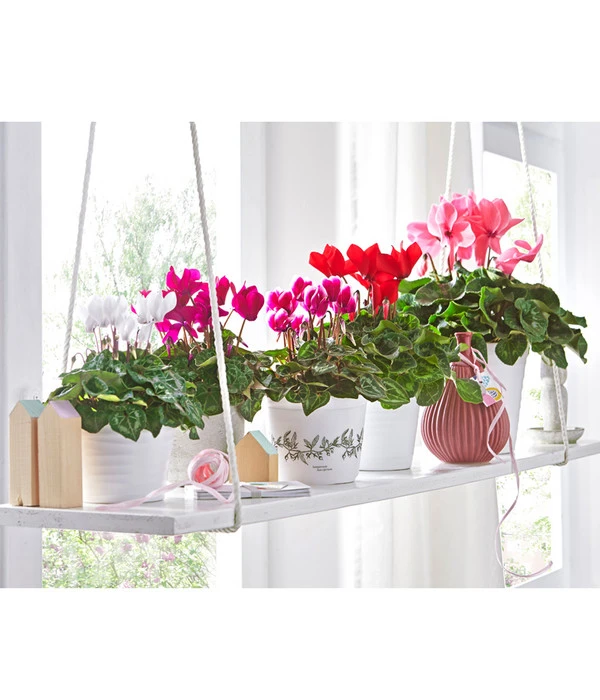 Alpenveilchen 9 Alpenveilchen – Bild 7