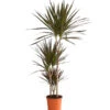 Drachenbaum - Dracaena Marginata 'Magenta' -Ecopots Garten Geschaft 8221673 We FS 001 DrachenbaumDracaenaMagenta3erTuffT21DehnerExpressHerzig