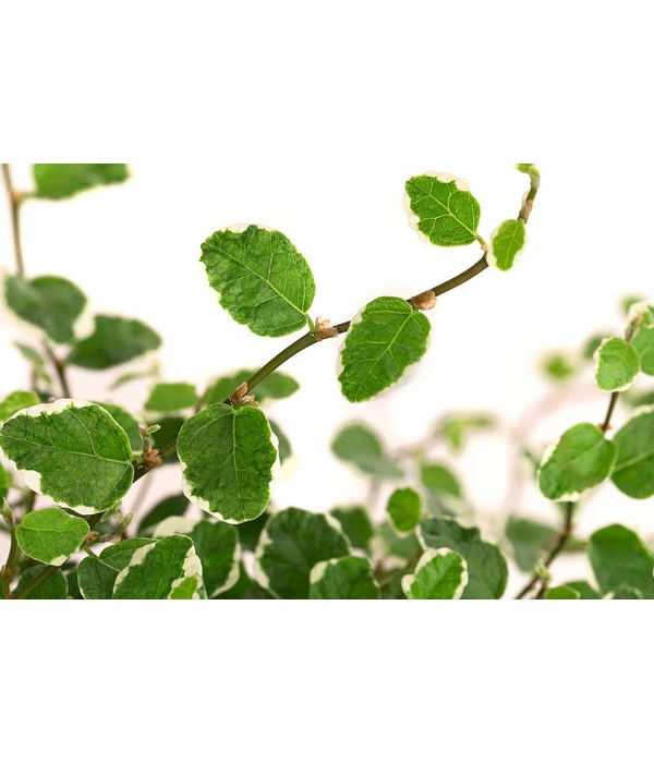 Kletterfeige - Ficus Pumila 'White Sunny' 4 Kletterfeige - Ficus Pumila 'White Sunny' – Bild 2