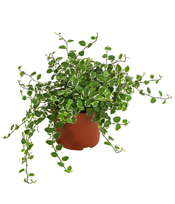 Kletterfeige - Ficus Pumila 'White Sunny' 3 Kletterfeige - Ficus Pumila 'White Sunny'