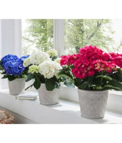 Hortensie - Hydrangea Macrophylla -Ecopots Garten Geschaft 8233751 8234965 8233777 WE MO 003 HortensienHydrangeamacrophyllaHortensieWeissBlauRot