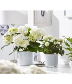 Hortensie - Hydrangea Macrophylla -Ecopots Garten Geschaft 8233777 8265209 8233769 PR MO 001 EinblattSpathiphyllumRosenRoseInfinityHortensieHydrangeadehnerFruehblueher1403UveSauer