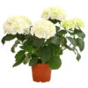 Hortensie - Hydrangea Macrophylla -Ecopots Garten Geschaft 8233777 PR FS 001 HortensieHydrangeaWeissT13DehnerExpressHerzig