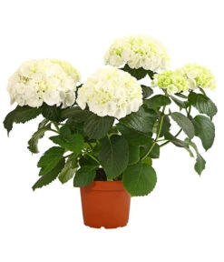 Hortensie - Hydrangea Macrophylla