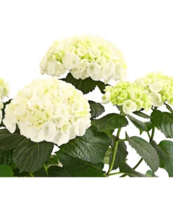 Hortensie - Hydrangea Macrophylla -Ecopots Garten Geschaft 8233777 WE WE 001 HortensieHydrangeaWeissT13DehnerExpressHerzig