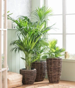 Dehner Holz-Vase Akira, Rund, Braun, Ca. Ø34/H55 Cm -Ecopots Garten Geschaft 8240764 WE MO 001 Howea