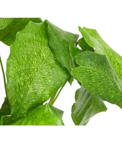 Korbmarante - Calathea Mosaica 9 Korbmarante - Calathea Mosaica -Ecopots Garten Geschaft 8242844 PR DE 001 CalatheaMosaicaT14DehnerExpressHerzig