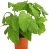 Korbmarante - Calathea Mosaica -Ecopots Garten Geschaft 8242844 PR FS 001 CalatheaMosaicaT14DehnerExpressHerzig