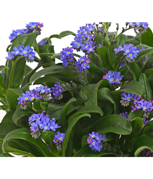 Vergissmeinnicht 7 Vergissmeinnicht – Bild 6