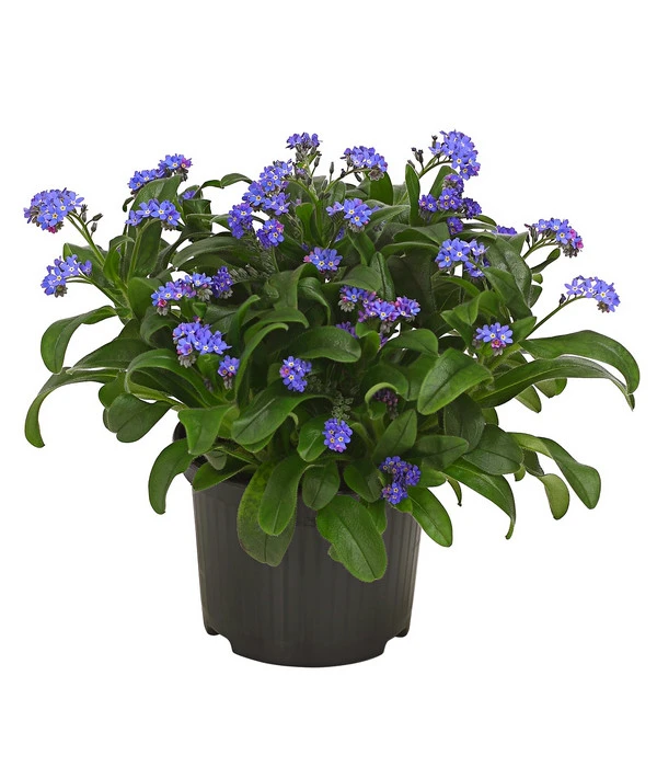 Vergissmeinnicht 2 Vergissmeinnicht