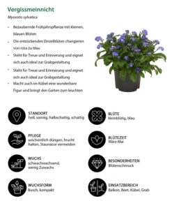 Vergissmeinnicht 11 Vergissmeinnicht -Ecopots Garten Geschaft 8244501 WE IG 001 Vergissmeinnicht