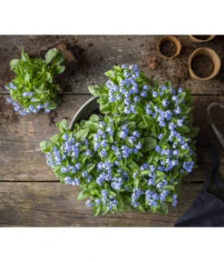 Vergissmeinnicht 10 Vergissmeinnicht -Ecopots Garten Geschaft 8244501 WE MO 001 MyosotisSylvaticaVergissmeinnichtT11blauGC2021