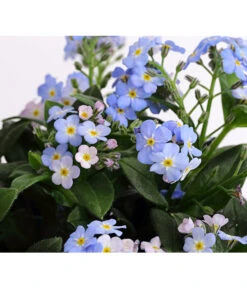 Vergissmeinnicht 'Myomark' -Ecopots Garten Geschaft 8244519 PR DE 001 MyosotisMyomarkT12DehnerExpressHerzig