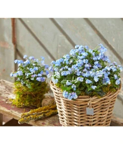 Vergissmeinnicht 'Myomark' -Ecopots Garten Geschaft 8244519 PR MO 001 MyosotisMyomarkBL2 5