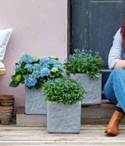 Vergissmeinnicht 'Myomark' -Ecopots Garten Geschaft 8244519 WE MO 001 Vergissmeinicht