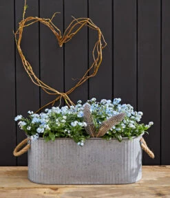 Vergissmeinnicht 'Myomark' -Ecopots Garten Geschaft 8244519 WE MO 002 VergissmeinnichtMyomark