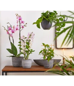 Vanille-Orchidee - Vanilla Planifolia -Ecopots Garten Geschaft 8250045 8251399 8250045 825153 PR MO 001 Orchideen02BL20