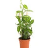 Vanille-Orchidee - Vanilla Planifolia -Ecopots Garten Geschaft 8250045 WE FS 001 VanilleVanillaT12DehnerExpressHerzig