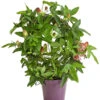 Passionsblume, Sonderfarben 1 Passionsblume, Sonderfarben -Ecopots Garten Geschaft 8251886 PR FS 001 fPassifloraPassionsblumeT12DehnerExpressHerzig