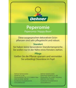 Peperomie - Peperomia Ferreyrae 'Happy Bean' -Ecopots Garten Geschaft 8252397 PeperomiaHappyBean 22022017 2