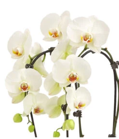 Schmetterlingsorchidee - Phalaenopsis Cultivars 'Cascade', Verschiedene Sorten 18 Schmetterlingsorchidee - Phalaenopsis Cultivars 'Cascade', Verschiedene Sorten -Ecopots Garten Geschaft 8253346 WE DE 001 PhalaenopsisSchmetterlingsorchideeCascade2TrWeissHerzig