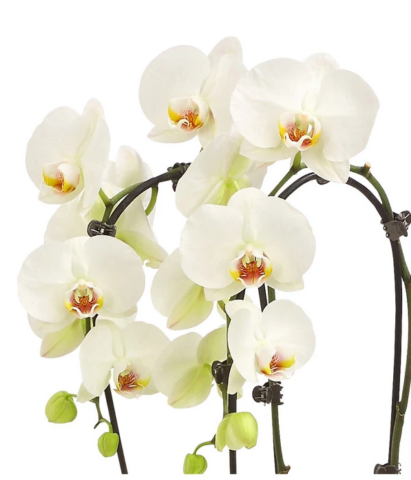 Schmetterlingsorchidee - Phalaenopsis Cultivars 'Cascade', Verschiedene Sorten 10 Schmetterlingsorchidee - Phalaenopsis Cultivars 'Cascade', Verschiedene Sorten – Bild 8