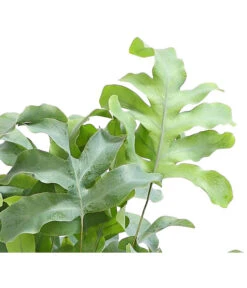 Farn-Set, Verschiedene Sorten, 3-teilig -Ecopots Garten Geschaft 8253551 WE DE 001 GoldtueperlfarnPhlebodiumAureumAirT12