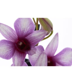 Traubenorchidee - Dendrobium Compactum 'Polar Fire' 5 Traubenorchidee - Dendrobium Compactum 'Polar Fire' -Ecopots Garten Geschaft 8253833 PR DE 001 DendrobiumPolarFire2TrieberT11DehnerExpressZS