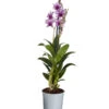 Traubenorchidee - Dendrobium Compactum 'Polar Fire' 2 Traubenorchidee - Dendrobium Compactum 'Polar Fire' -Ecopots Garten Geschaft 8253833 PR FS 001 DendrobiumPolarFire2TrieberT11DehnerExpressZS