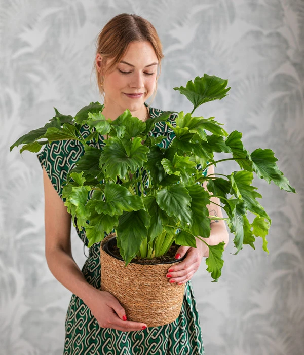 Baumfreund - Philodendron 'Little Hope' 4 Baumfreund - Philodendron 'Little Hope' – Bild 2