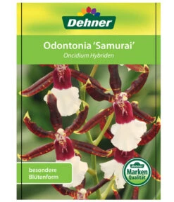 Odontonia-Orchidee - Odontonia Hybriden 'Samurai' 8 Odontonia-Orchidee - Odontonia Hybriden 'Samurai' -Ecopots Garten Geschaft 8256158 OdontoniaSamuraiEtikett1