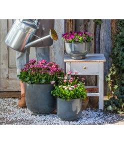 Primel 'Victoriana', Verschiedene Farben -Ecopots Garten Geschaft 8261331 8809857 WE MO 001 PrimelVictorianaGaensebluemchenErdbeersahne