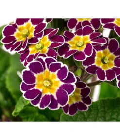 Primel 'Victoriana', Verschiedene Farben -Ecopots Garten Geschaft 8261331 WE DE 001 PrimulaVictoriana T10 violett