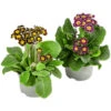 Primel 'Victoriana', Verschiedene Farben -Ecopots Garten Geschaft 8261331 WE FS 001 PrimulaVictoriana T10 schwarz violett
