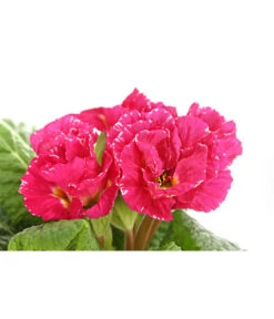 Gefüllte Primel, Verschiedene Sorten 19 Gefüllte Primel, Verschiedene Sorten -Ecopots Garten Geschaft 8261356 PR DE 005 PrimelnPrimulaGefuelltT11DehnerExpressHerzig