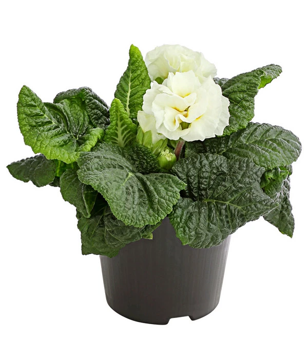 Gefüllte Primel, Verschiedene Sorten 5 Gefüllte Primel, Verschiedene Sorten – Bild 3