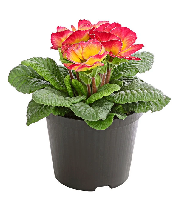 Gefüllte Primel, Verschiedene Sorten 6 Gefüllte Primel, Verschiedene Sorten – Bild 4