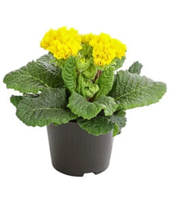 Gefüllte Primel, Verschiedene Sorten 20 Gefüllte Primel, Verschiedene Sorten -Ecopots Garten Geschaft 8261356 PR FS 006 PrimelnPrimulaGefuelltT11DehnerExpressHerzig